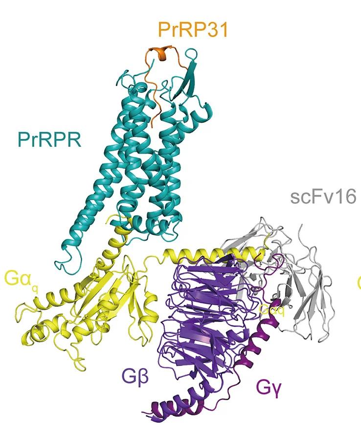 Open access visualization of Protein Structure, 3D Model, PrRP31, PrRPR, Gq