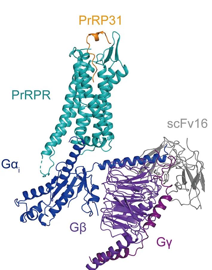 Open access visualization of Protein Structure, 3D Model, PrRP31, PrRPR, Gi