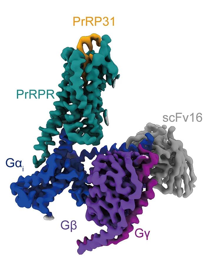 Open access visualization of Protein Structure, 3D Model, PrRP31, PrRPR, Gi