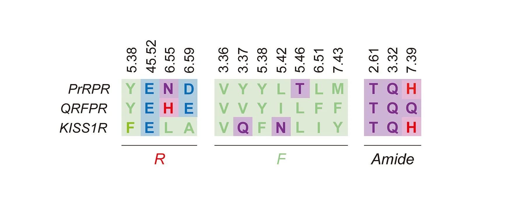 Open access visualization of Table Image, Residue Interaction, RF-amide Moiety, PrRPR, QRFPR