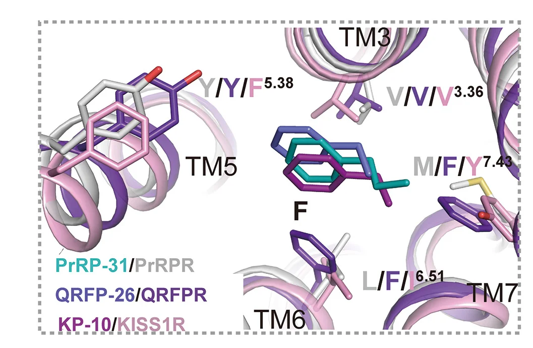 Open access visualization of Protein Structure, Chemical Structure, Structural Comparison, Binding Mode, RF-amide Motif