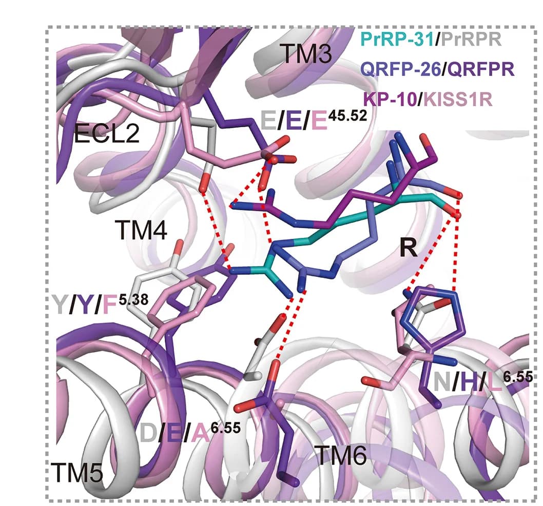 Open access visualization of Protein Structure, Chemical Structure, Structural Comparison, Binding Mode, RF-amide Motif