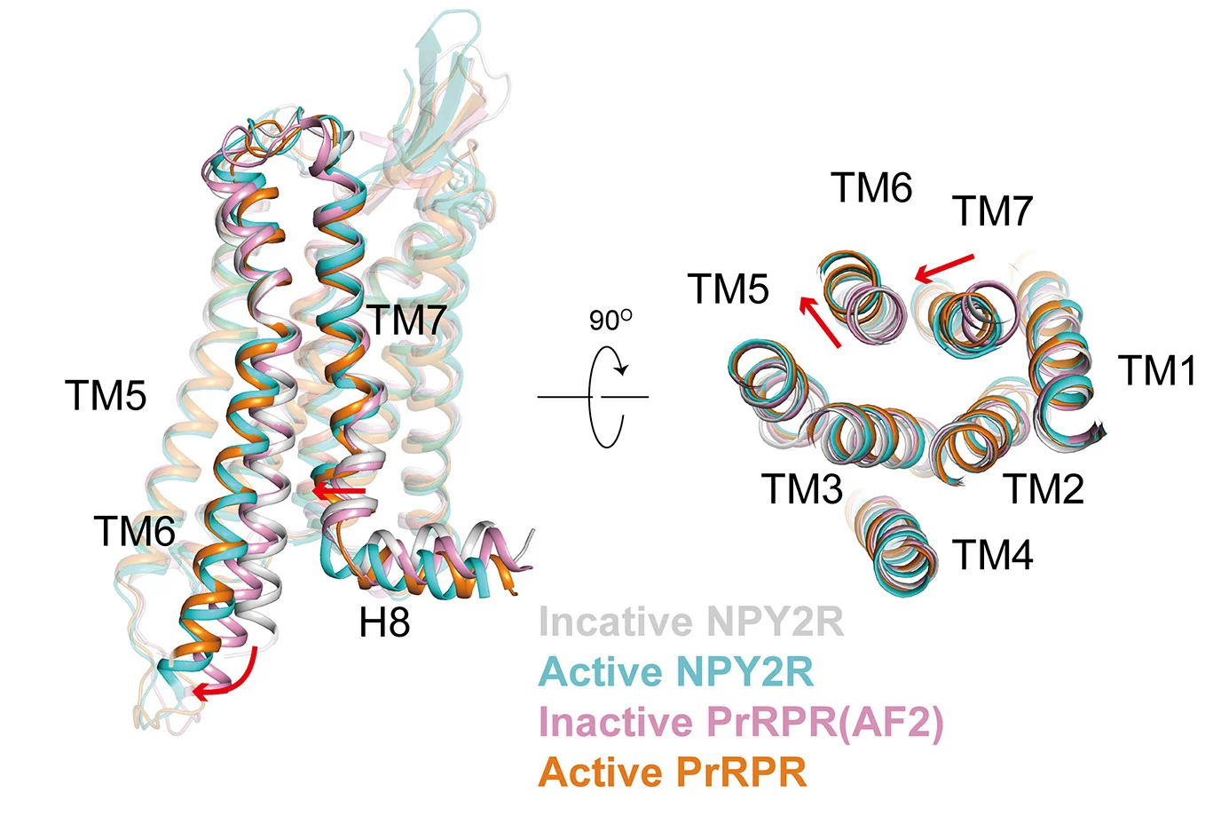 Open access visualization of Protein Structure, PrRPR, NPY2R, GPCR, Structural Superposition