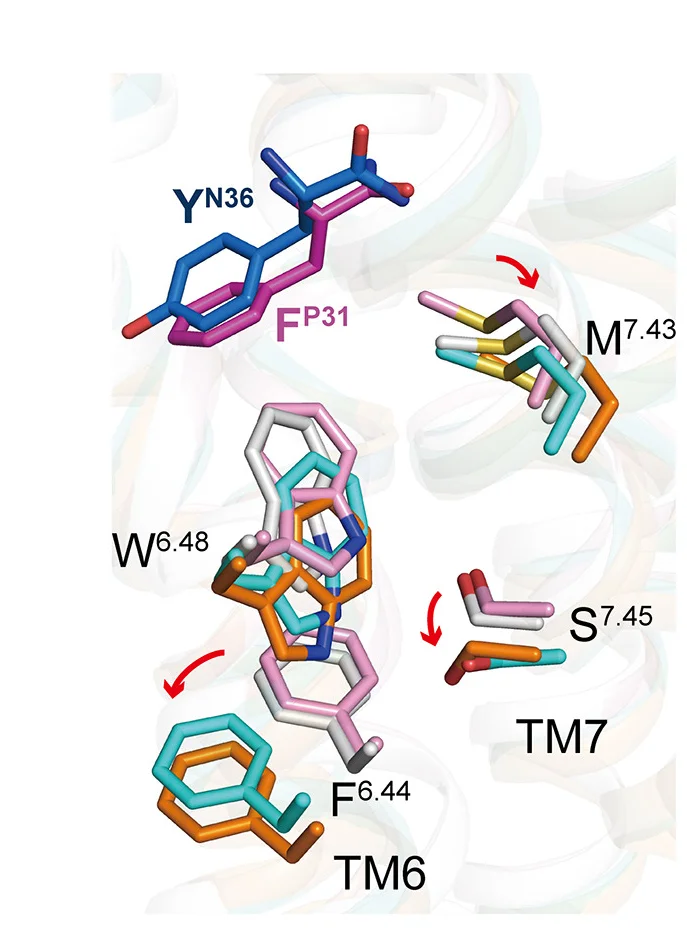 Open access visualization of Protein Structure, Chemical Structure, GPCR, Receptor Activation, Micro-switches