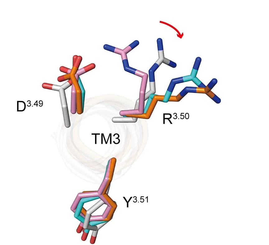 Open access visualization of Protein Structure, Chemical Structure, GPCR, Receptor Activation, Micro-switches