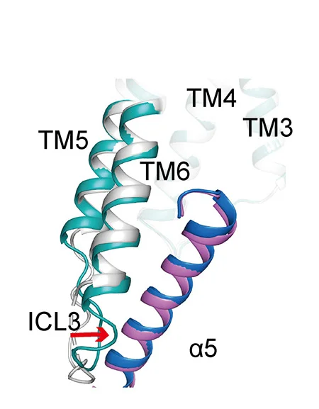 Open access visualization of Protein Structure, ICL3, PrRPR-Gq Complex, PrRPR-Gi Complex, Conformational Comparison