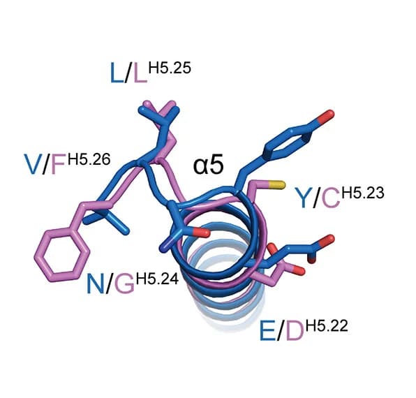Open access visualization of Protein Structure, Chemical Structure, Alpha5 Helix, G Alpha Subunit, PrRPR