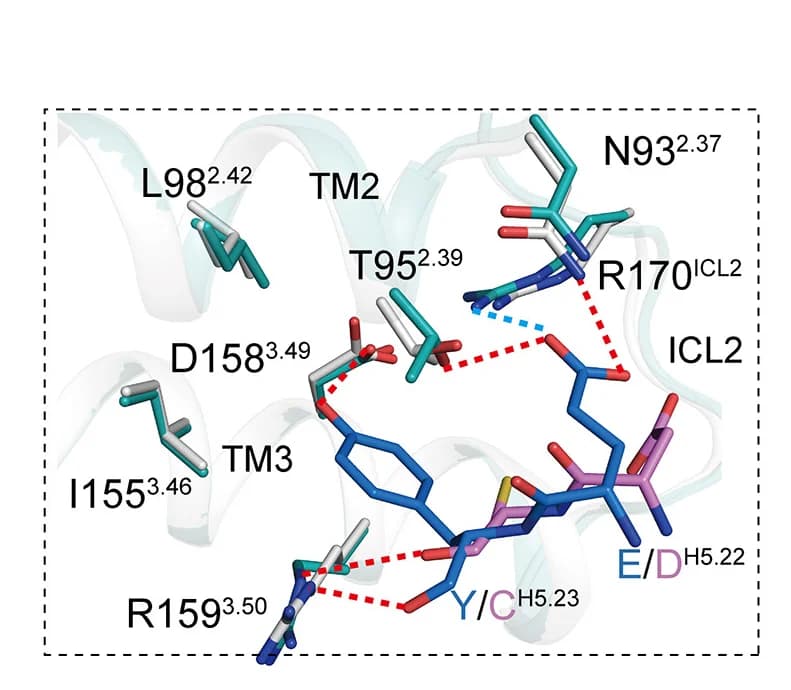 Open access visualization of Protein Structure, Chemical Structure, Alpha5 Helix, G Protein, Receptor