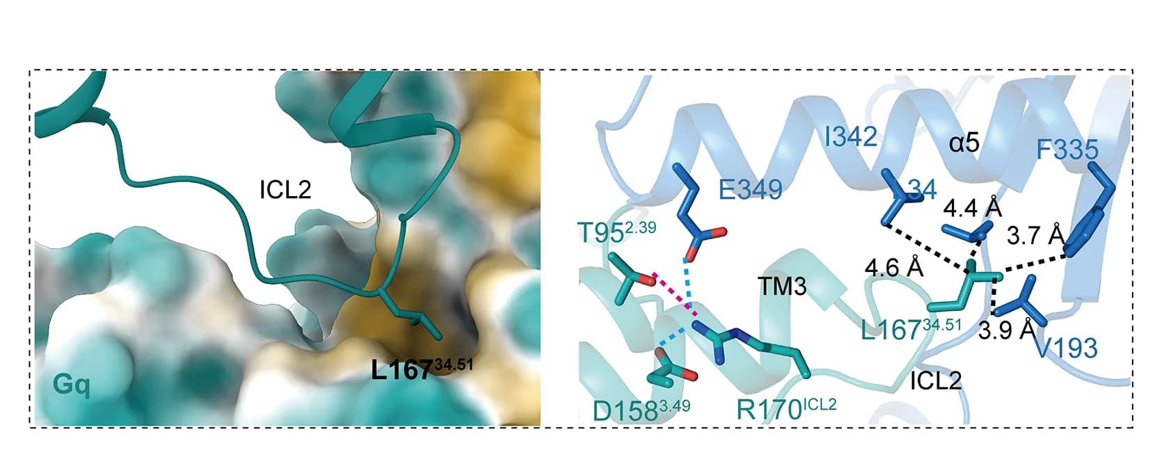 Open access visualization of Protein Structure, Chemical Structure, PrRPR ICL2, Hydrophobic Cavities, G Alpha