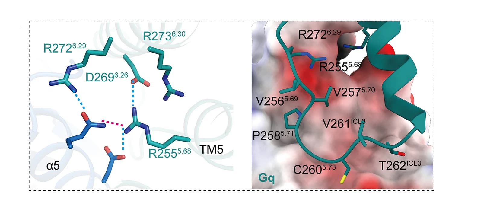 Open access visualization of Protein Structure, Chemical Structure, Electrostatic Analysis, ICL3, PrRPR
