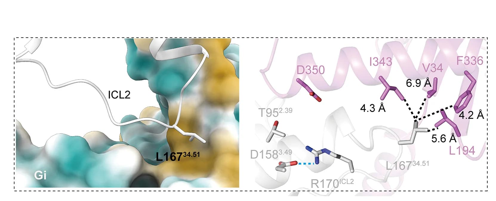 Open access visualization of Protein Structure, Chemical Structure, PrRPR ICL2, Hydrophobic Cavities, G Alpha