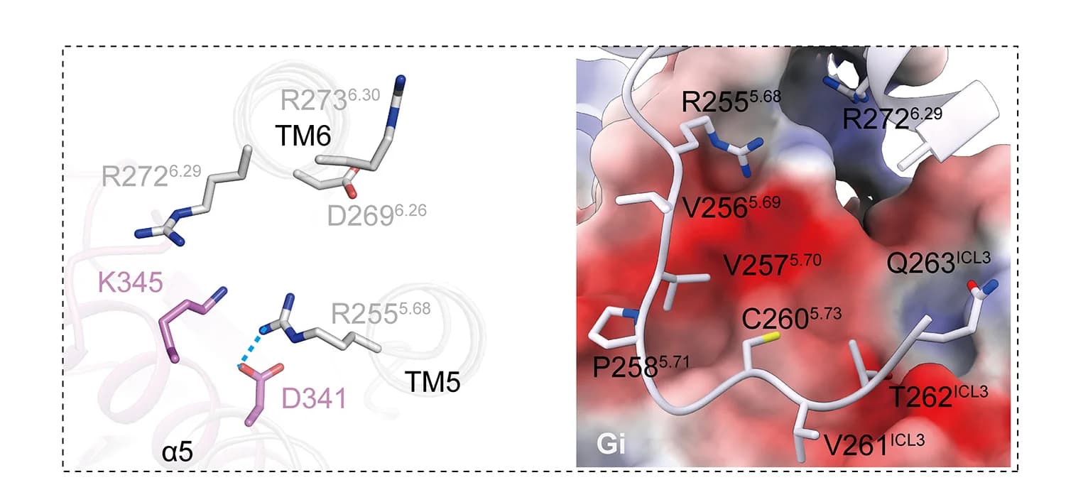 Open access visualization of Protein Structure, Chemical Structure, Electrostatic Analysis, ICL3, PrRPR