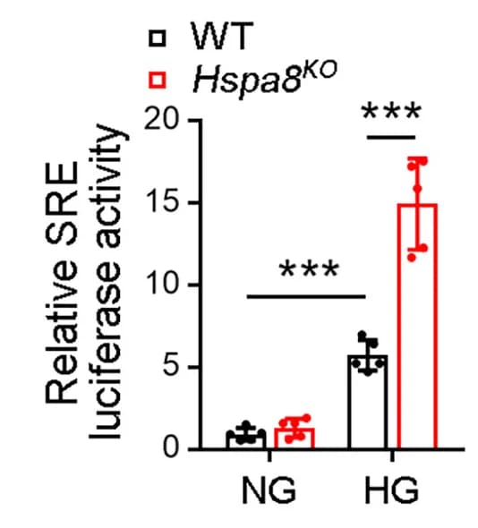 Open access visualization of Bar Plot, Error Bars, Clustered, Luciferase Activity, WT TECs