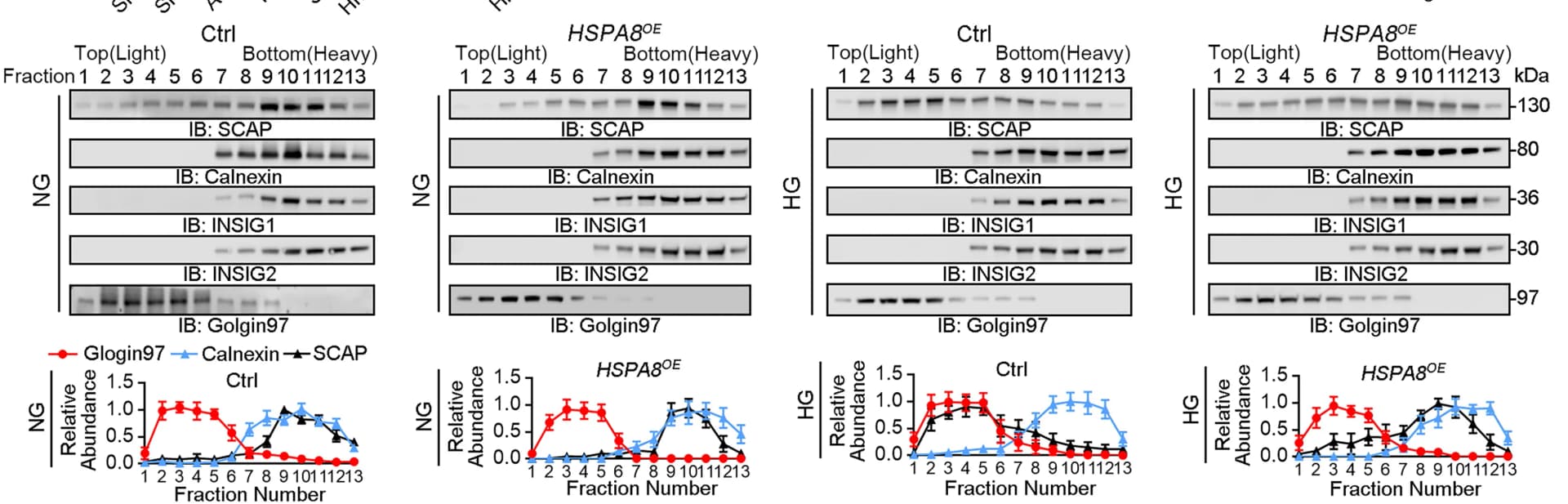 Open access visualization of Gel, Line Plot, Error Bars, Homogenization, Cell Fractionation