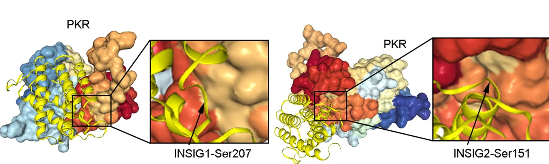Open access visualization of Protein Structure, PKR, INSIG1 S207, INSIG2 S151, HDOCK Server