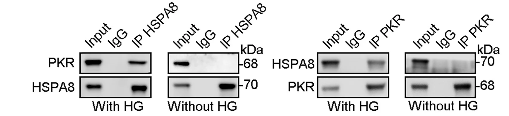 Open access visualization of Gel, Cell Lysates, CoIP, HSPA8 Antibody, PKR Antibody