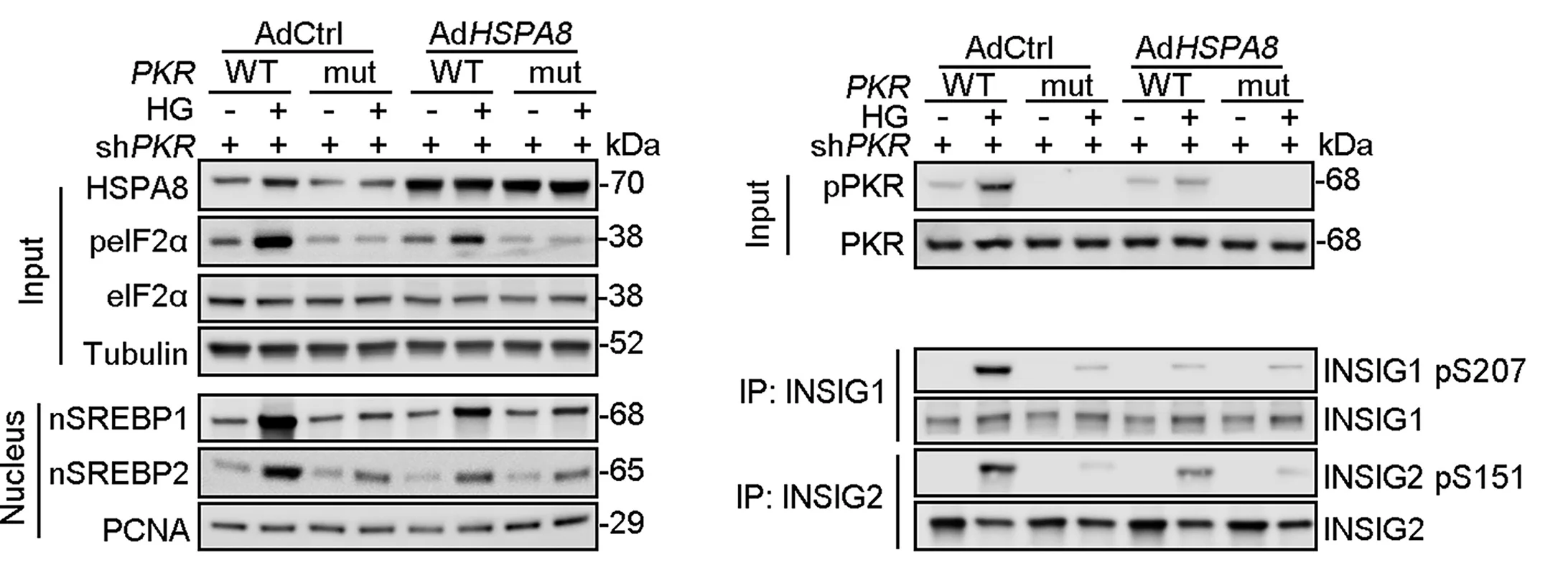 Open access visualization of Gel, Cell Lysates, CoIP, INSIG1 Antibody, INSIG2 Antibody