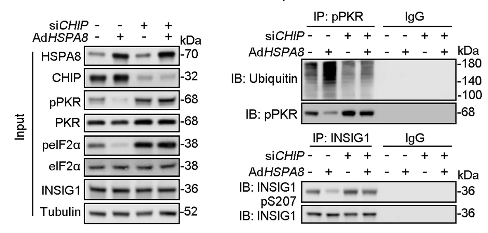 Open access visualization of Gel, Cell Lysates, CoIP, INSIG1 Antibody, Western Blotting