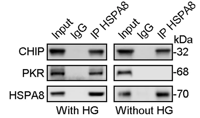 Open access visualization of Gel, Cell Lysates, CoIP, INSIG1 Antibody, HSPA8 Antibody