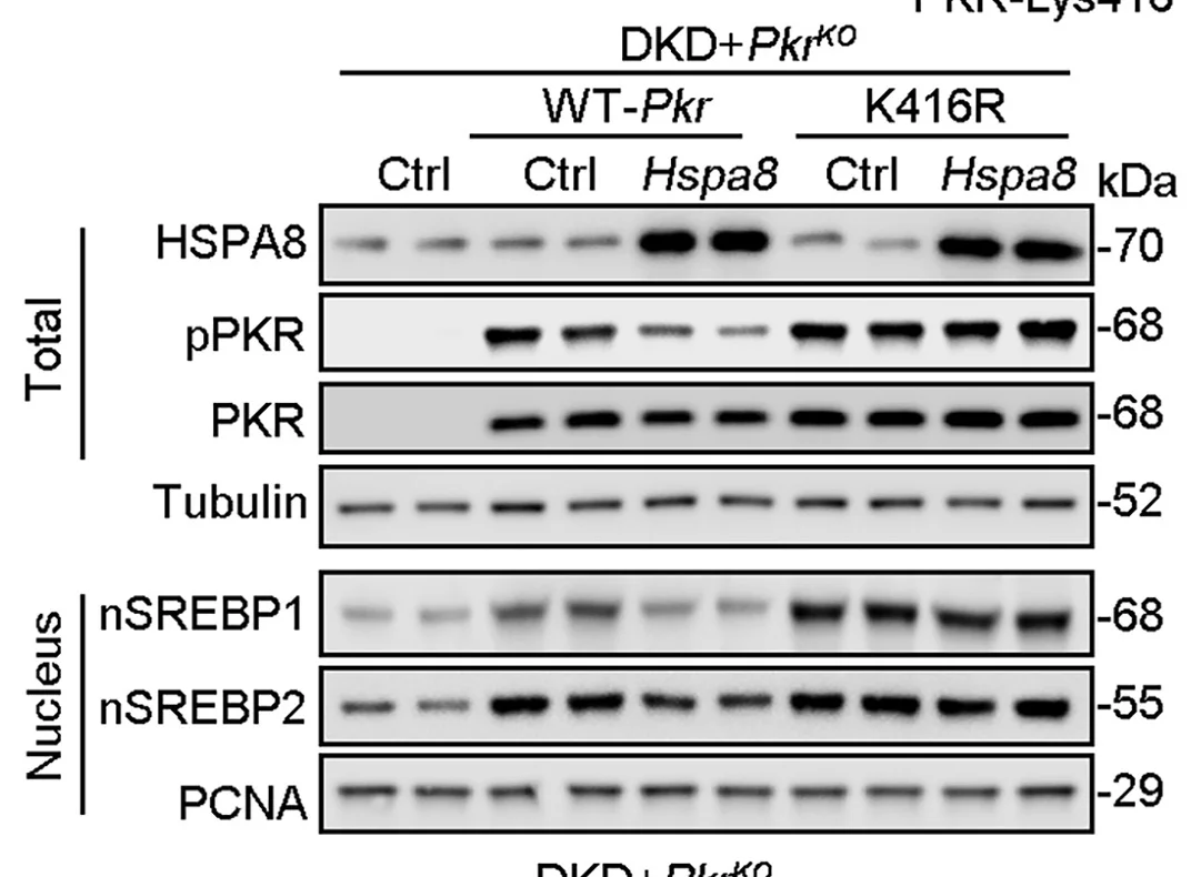 Open access visualization of Gel, Nuclear Fractions, Mouse Kidney, Western Blotting, Antibodies