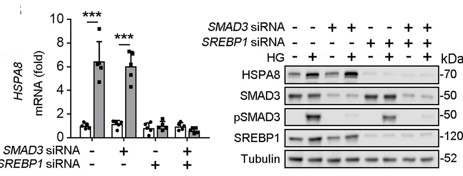 Open access visualization of Bar Plot, Error Bars, Gel, mRNA, qPCR