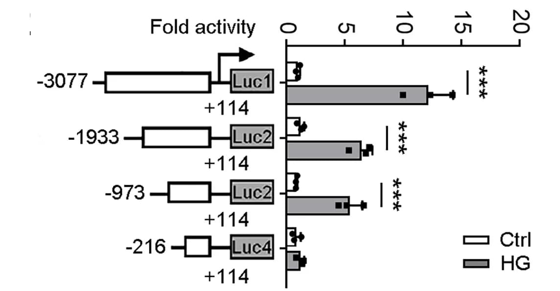 Open access visualization of Bar Plot, Error Bars, Luciferase Reporter Assays, HSPA8 Promoter Fragments, HK2 Cells