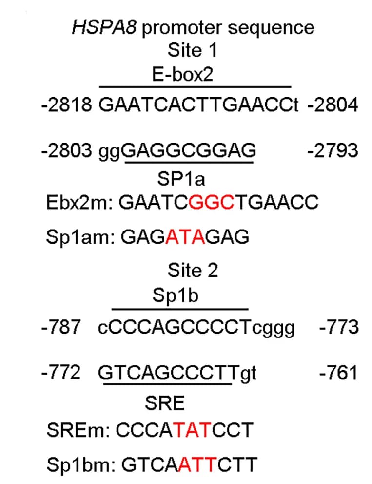 Open access visualization of Illustration, SP1 Binding Sites, SREBP1, E-box2, SRE
