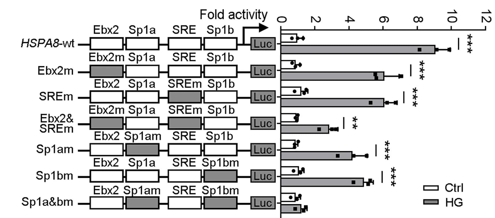 Open access visualization of Bar Plot, Error Bars, Luciferase Assay, Mutated HSPA8 Promoters, HEK293T Cells
