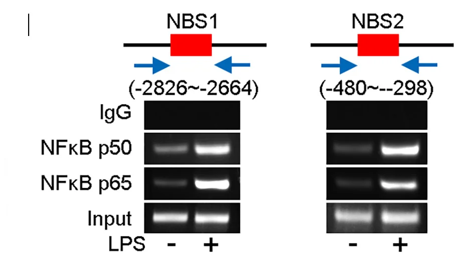 Open access visualization of Gel, DNA Fragments, NF-κB p50, NF-κB p65, HSPA8 Promoters