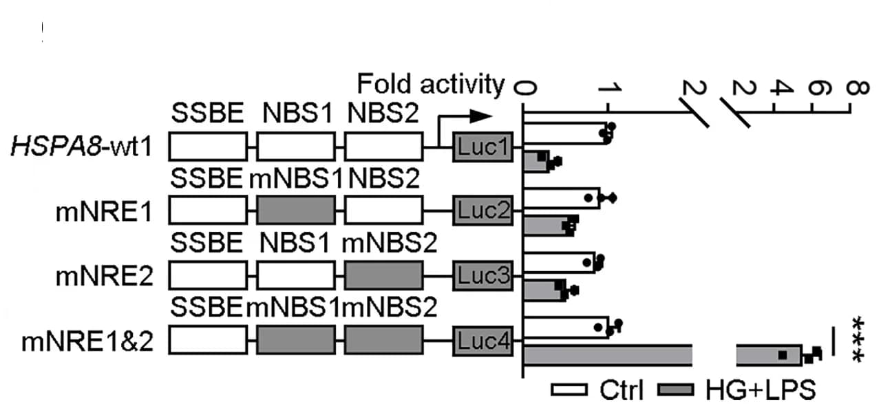 Open access visualization of Bar Plot, Error Bars, Luciferase Assay, Mutated HSPA8 Promoters, HEK293T Cells