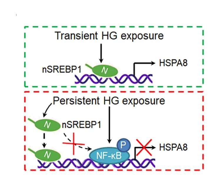 Open access visualization of Workflow, Flowchart, HSPA8 Induction, HG Stimulation, Mechanism