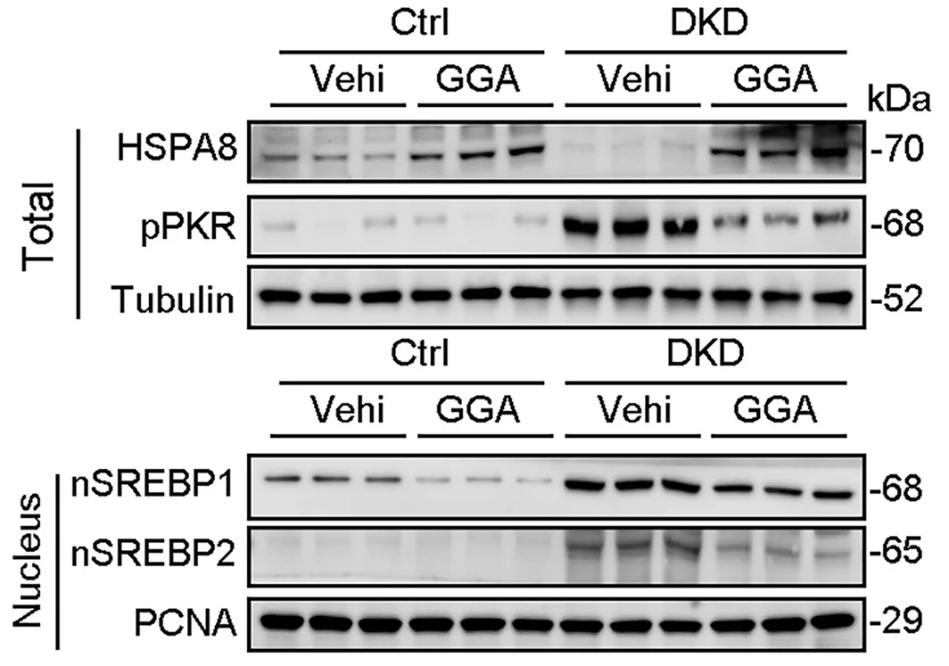 Open access visualization of Gel, Nuclear Fraction, Mouse Kidney, Western Blotting, Antibodies