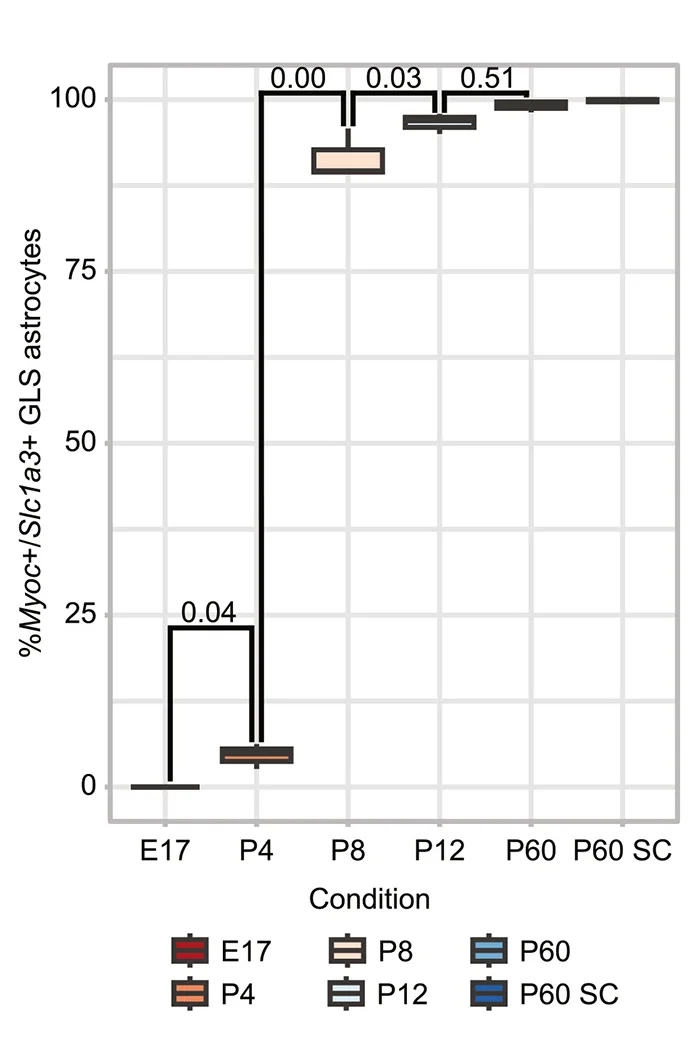Open access visualization of Box Plot, Myoc, Astrocytes, Embryonic Development, GLS Astrocytes