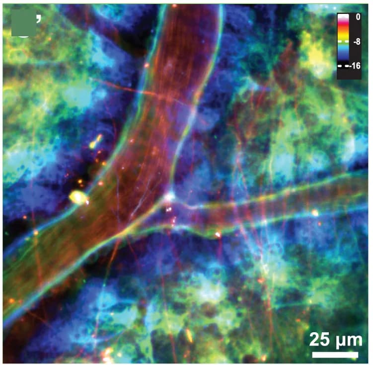 Open access visualization of Microscopy, Cortical Surface, Superficial Blood Vessel, Glia Limitans Superficialis, GLS Astrocyte Cell Bodies