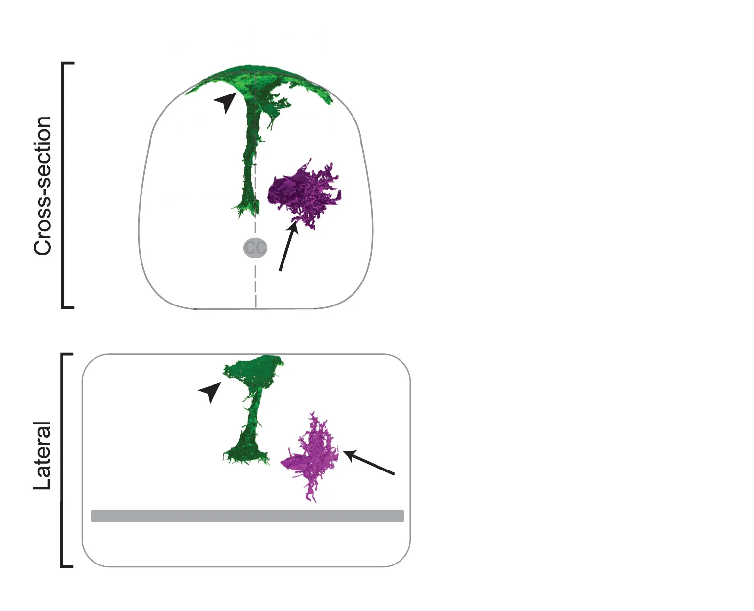 Open access visualization of Illustration, Electron Microscopy, GLS Astrocytes, Neuropil Astrocytes, Zebrafish