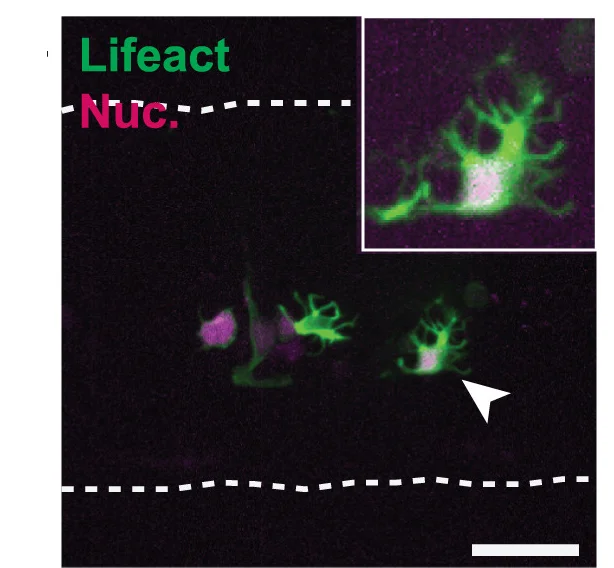 Open access visualization of Microscopy, Confocal Images, Tg(uas:LifeAct-GFP) Animals, GLS Astrocytes, Nucleus