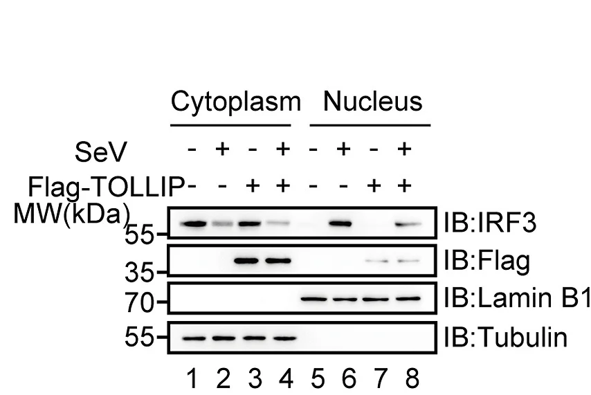 Open access visualization of Gel, Immunoblot Analysis, IRF3, Cytoplasmic Fraction, Nuclear Fraction