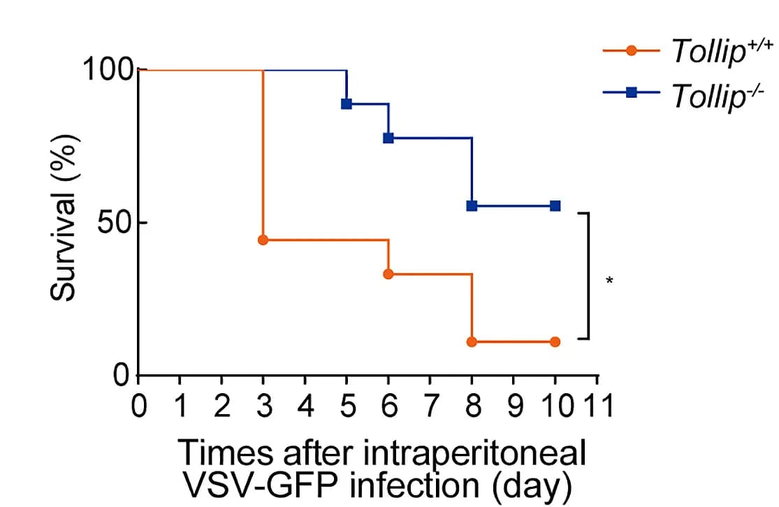 Open access visualization of Line Step, Survival Curve, Survival, Kaplan-Meier Curve, Tollip+/+ Mice