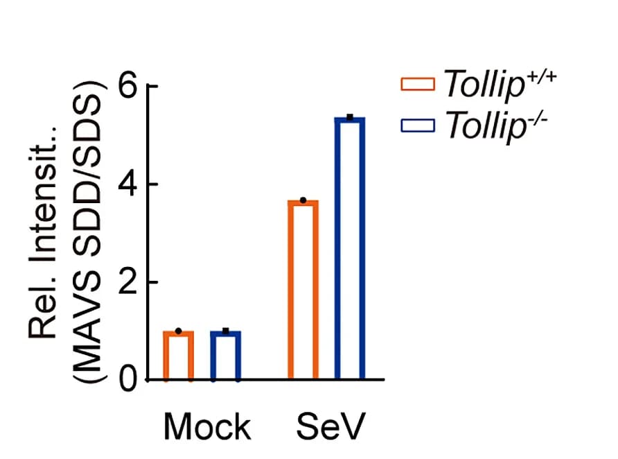 Open access visualization of Bar Plot, Error Bars, Clustered, Densitometric Analysis, MAVS Aggregate