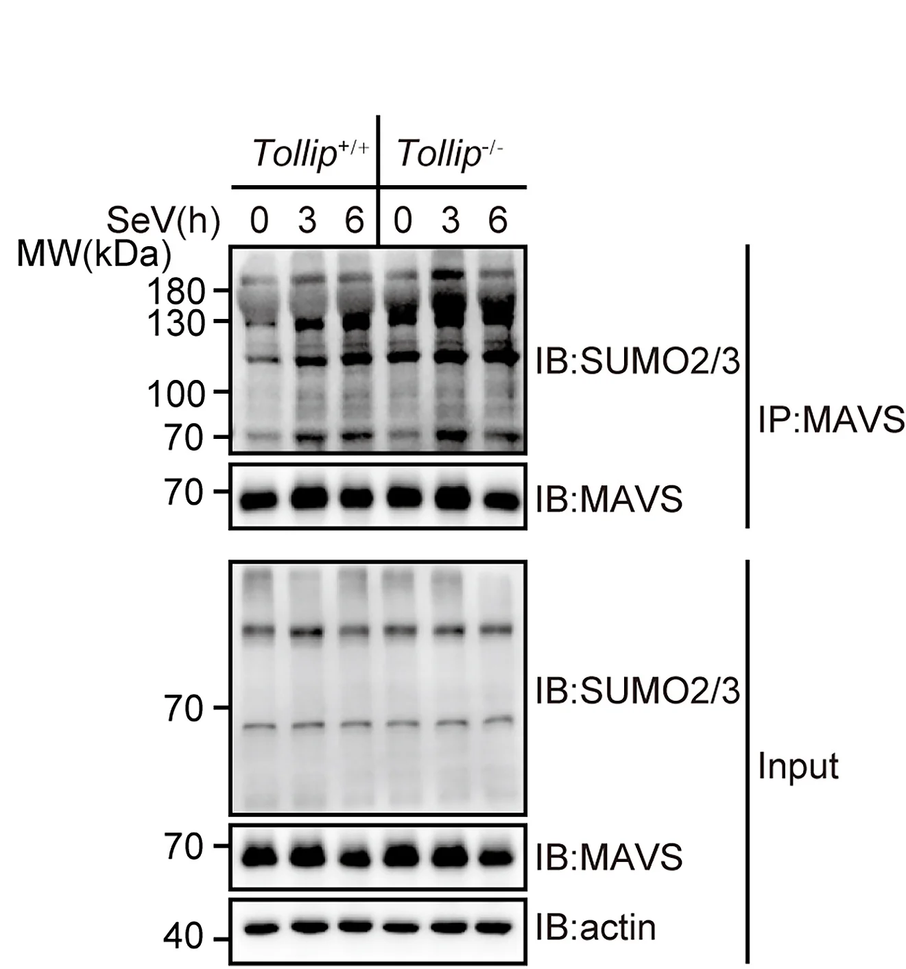 Open access visualization of Gel, Immunoprecipitation Analysis, SUMOylation, Endogenous MAVS, Tollip+/+ MEFs