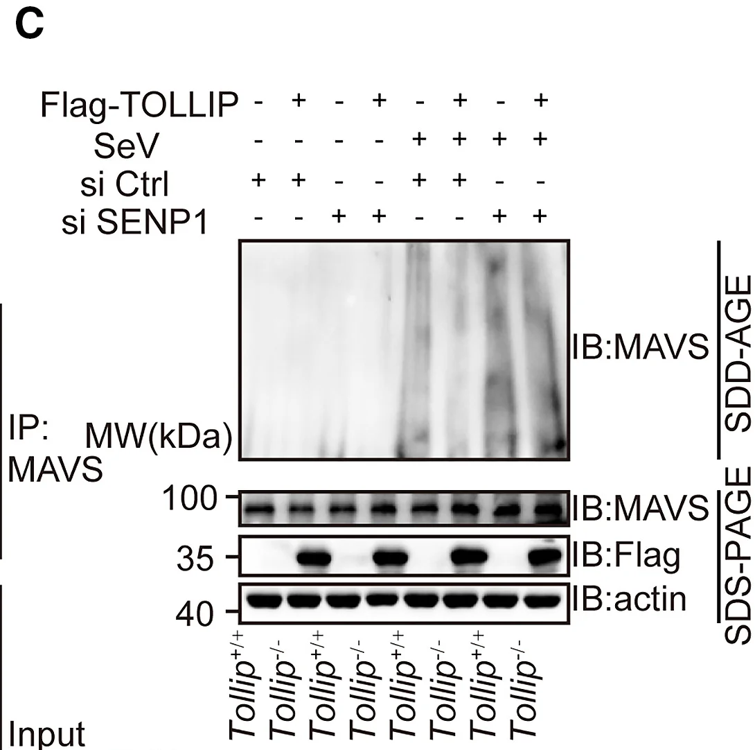 Open access visualization of Gel, SDD-AGE, SDS-PAGE, MAVS Aggregation, Tollip
