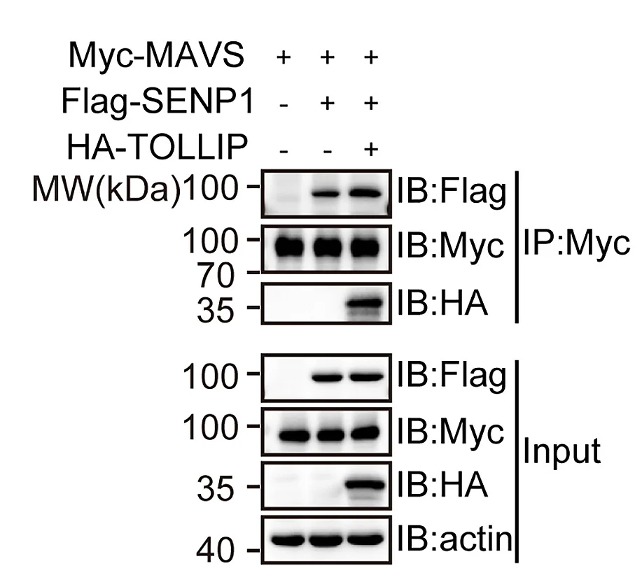 Open access visualization of Gel, coIP, SENP1, MAVS, Protein Interaction