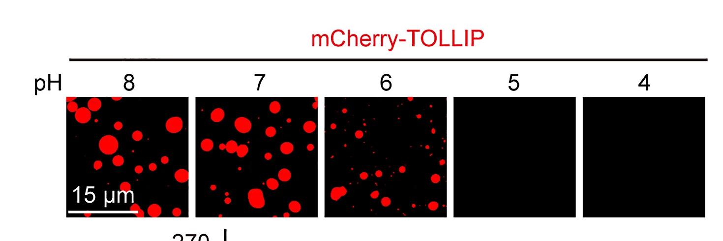 Open access visualization of Microscopy, In Vitro Phase Separation, mCherry-TOLLIP, pH, PEG8000