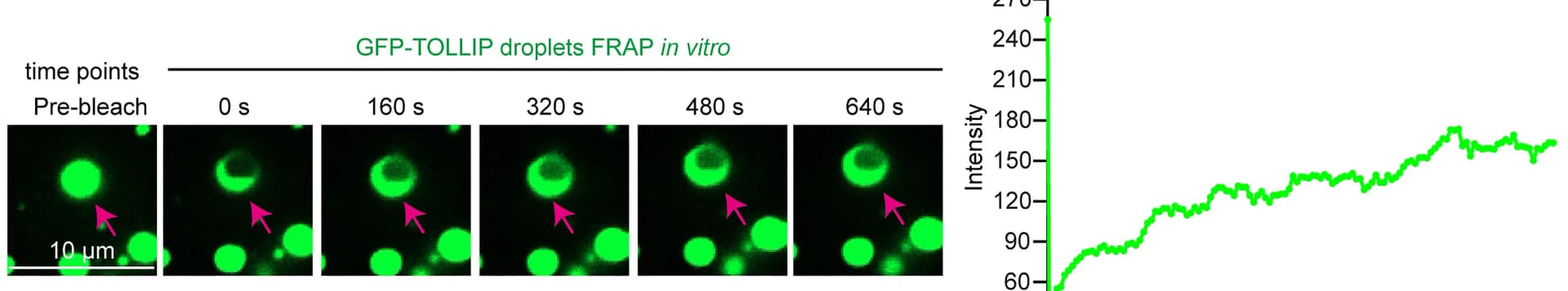 Open access visualization of Line Plot, Microscopy, GFP-TOLLIP, Droplets, In Vitro