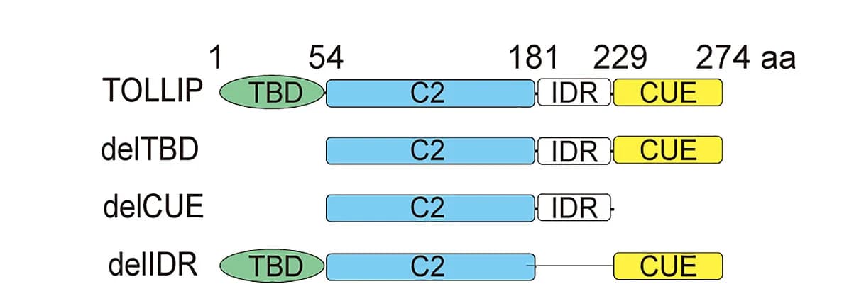 Open access visualization of Illustration, Schematic, TOLLIP, Truncations