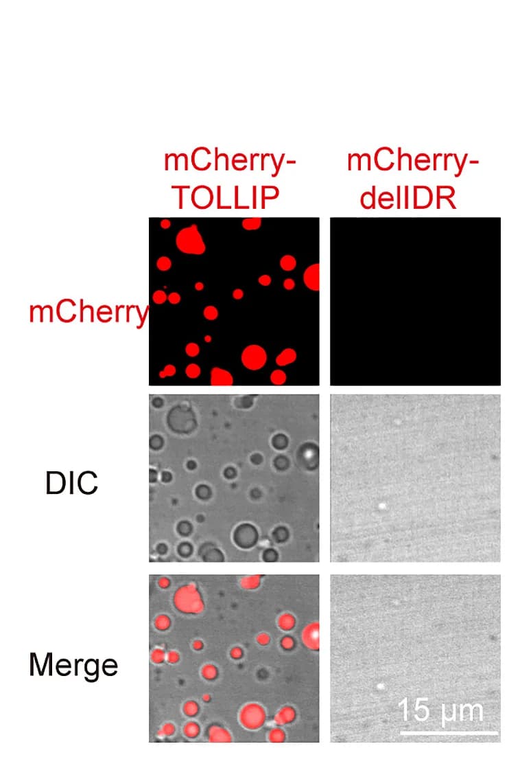 Open access visualization of Microscopy, In Vitro Phase Separation, mCherry-TOLLIP, mCherry-delIDR