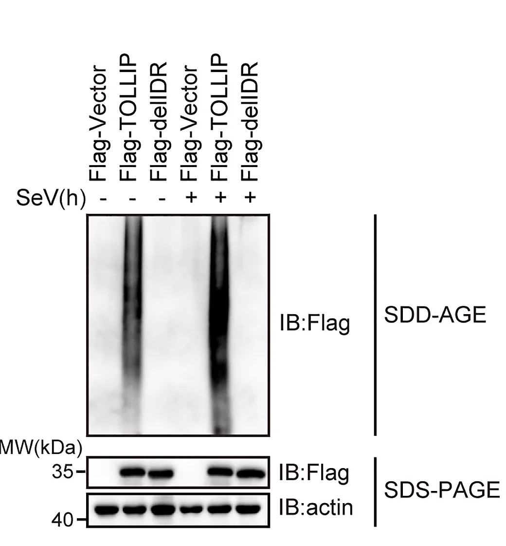 Open access visualization of Gel, SDD-AGE, SDS-PAGE, TOLLIP, Truncation Aggregation