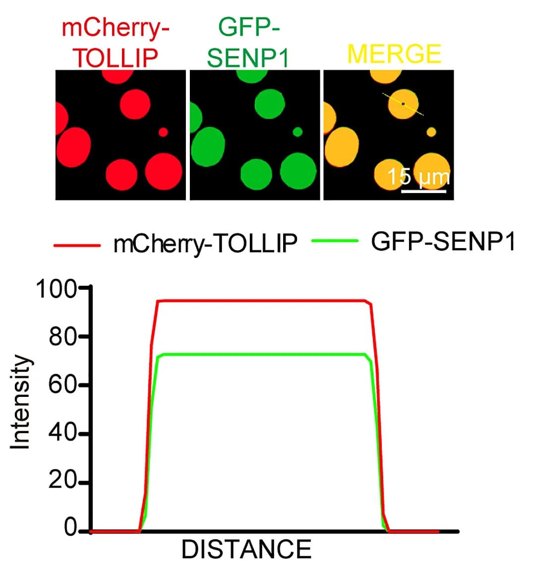 Open access visualization of Line Plot, Microscopy, Photo, mCherry-TOLLIP, GFP-SENP1