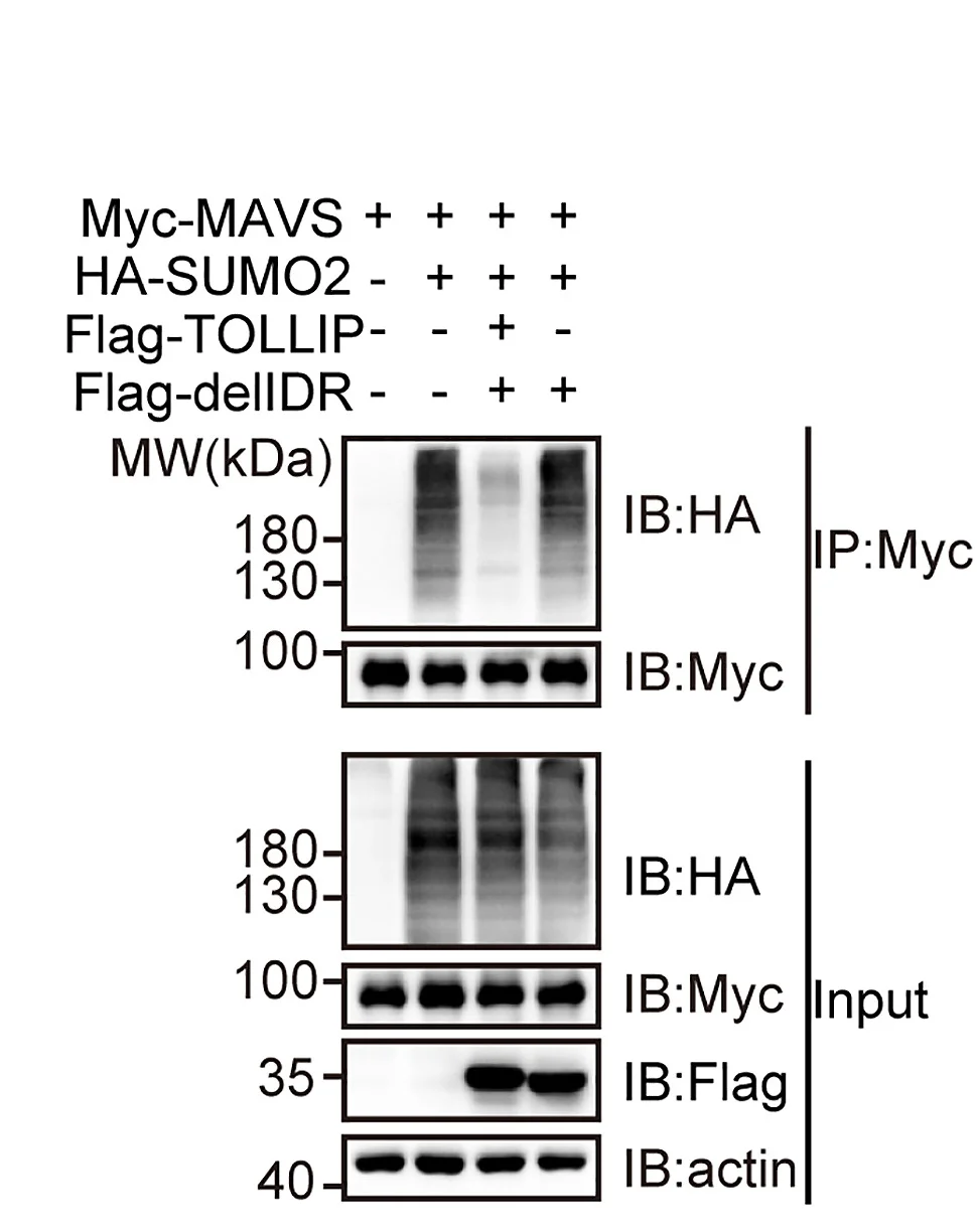 Open access visualization of Gel, Immunoprecipitation Analysis, SUMOylation, MAVS, HEK293T Cells
