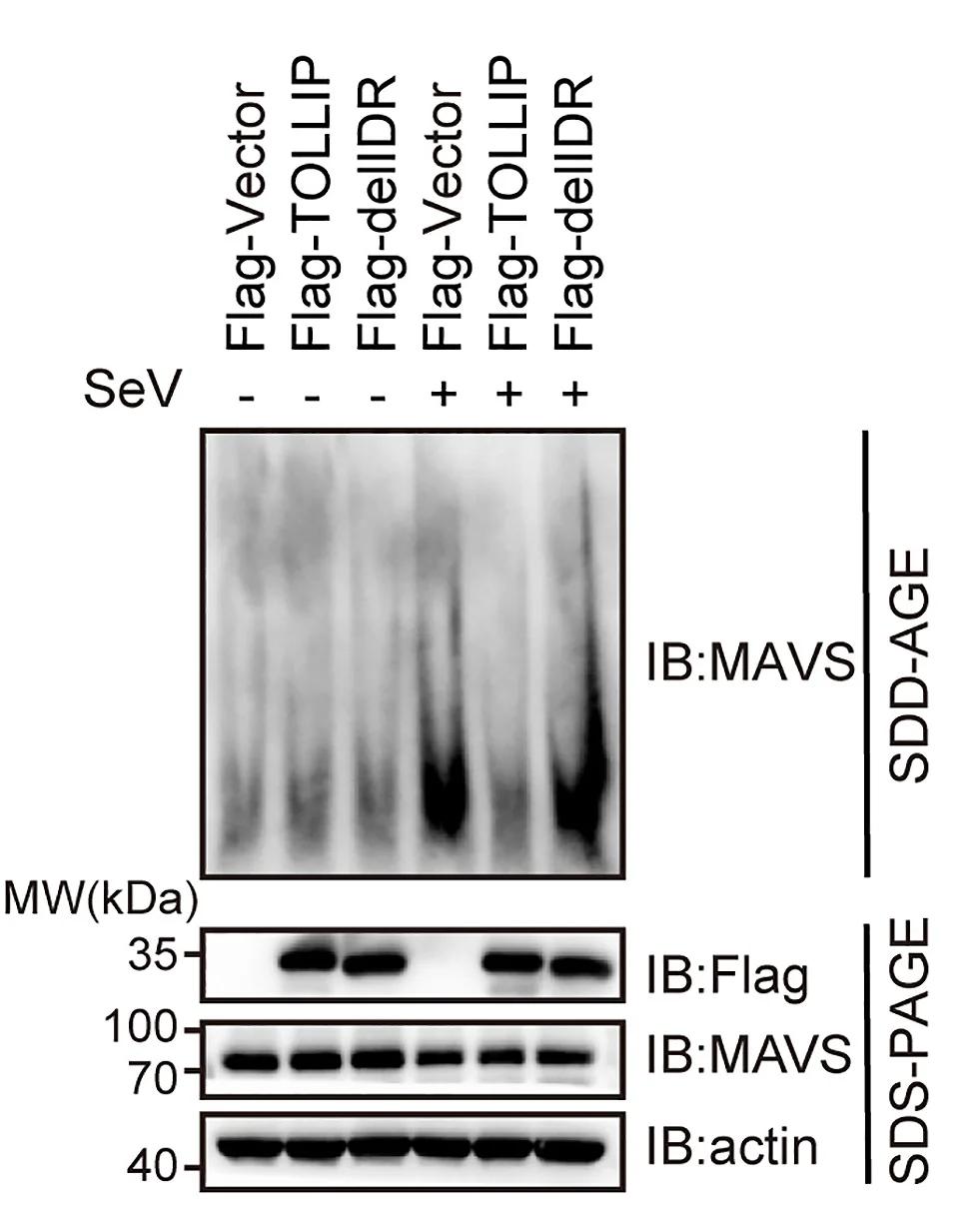 Open access visualization of Gel, SDD-AGE, SDS-PAGE, MAVS, Aggregation